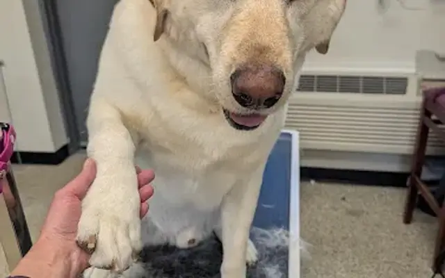 Emerald Green Grooming in River Falls, WI