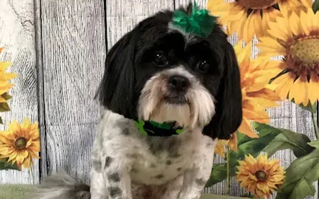 Goldilocks Professional Pet Grooming in Ardmore, TN