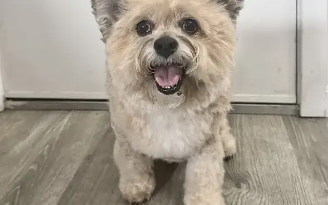 Beauty and the BEST mobile grooming in National City, CA