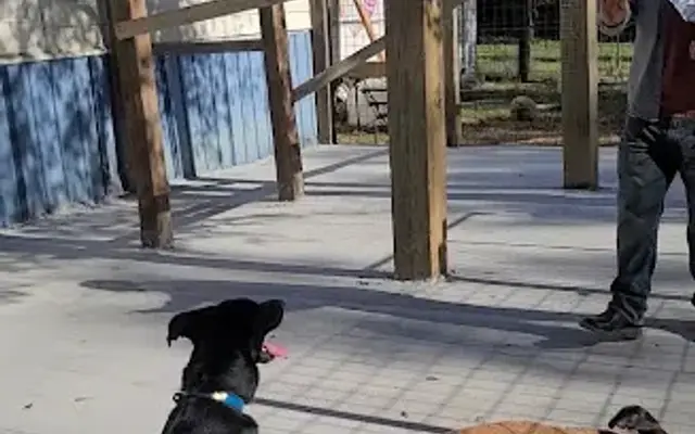Dogpatchdoggie LLC in Kiln, MS