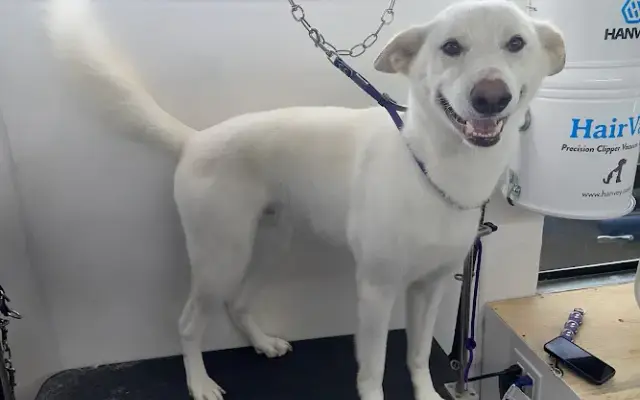 Salty Dog Mobile Pet Grooming in Fairbanks, AK