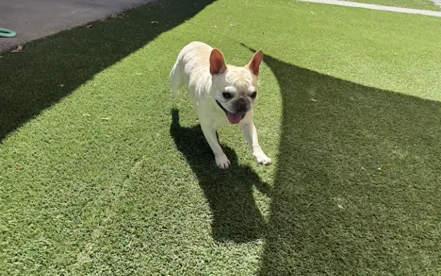 Starr Pet Resort & Grooming Spa in Windsor, CA