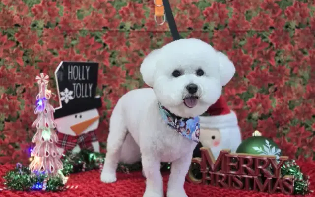 Fluffy Cutz Pet Stylist in Houston, TX