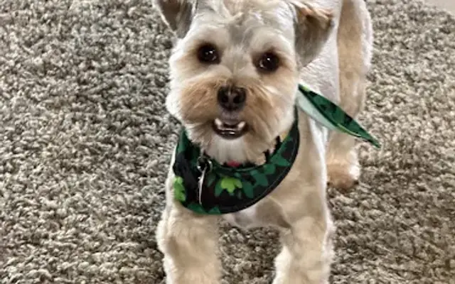 Goldheart grooming in Syracuse, UT