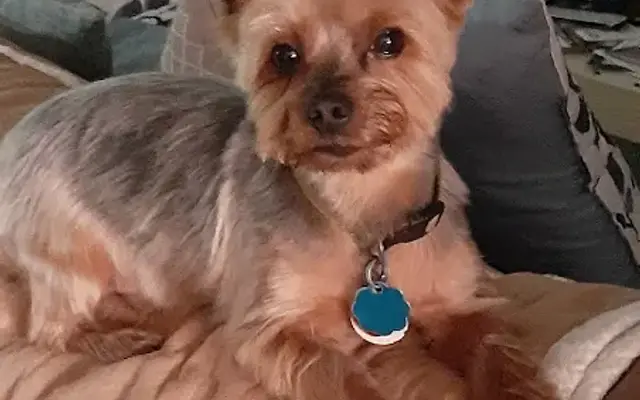 JOLO's Pet Grooming and Miniature Schnauzers in Jasper, GA