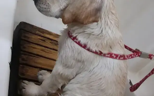 Happy Dog in Camarillo, CA