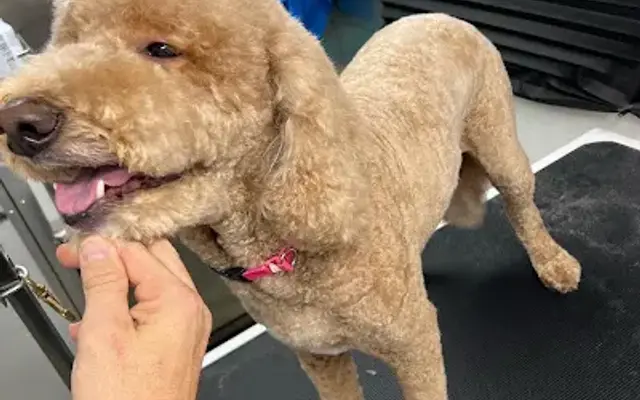 Kiss My Mutt Mobile Dog Grooming in Rockvale, TN