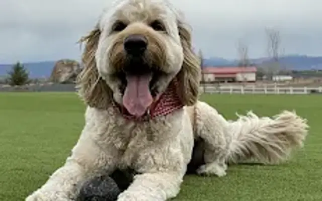 Bounding Hounds Dog Grooming in Firestone, CO