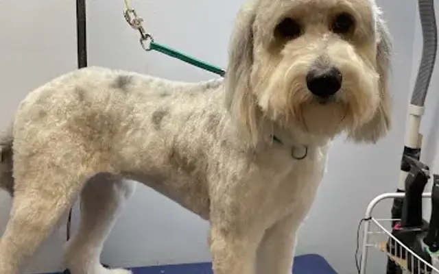 Grooming By Janet in Kenner, LA
