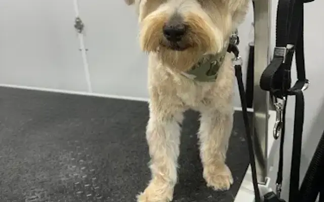 La Doggy Pet Spa in Katy, TX