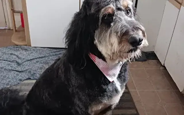 Bark at the moon grooming salon llc in Slatington, PA