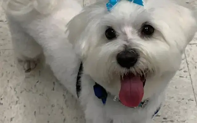 Mountainview Pet Boutique in Lake Elsinore, CA