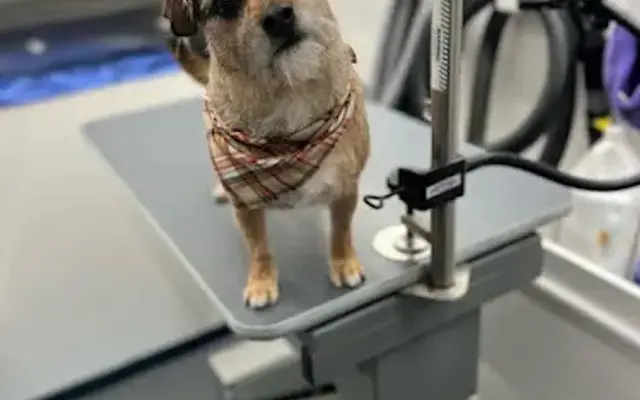 Fetch & Pawz Mobile Dog Grooming in Avilla, IN