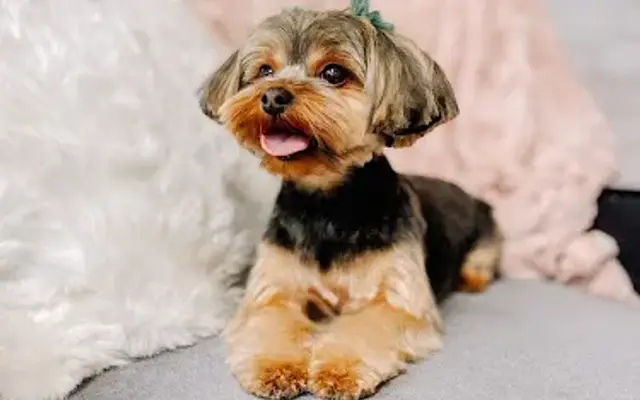 Taylors Plush Paws in Plantation, FL