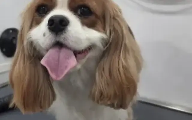 Pelusa Pet Grooming, Ballantyne, Charlotte NC in Indian Land, SC