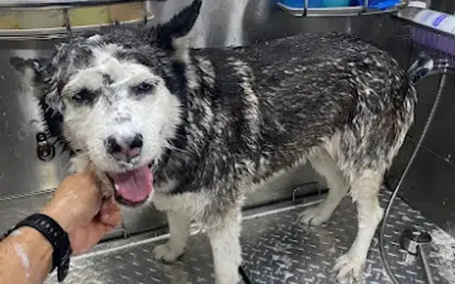 V&M Mobile Pet Grooming of Cooper City in Weston, FL