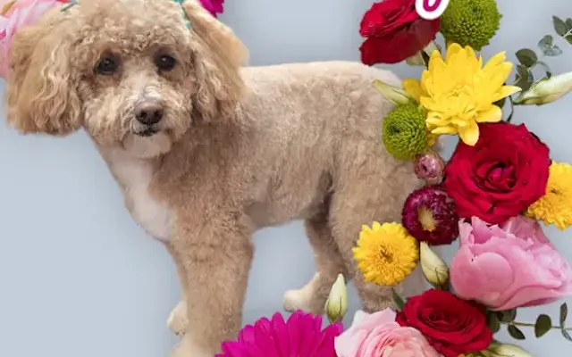 Shear Delight Grooming in Seymour, TN