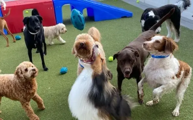 Digs Dog Care in Saukville, WI