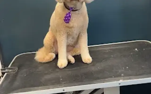 Ruff Cutz Grooming salon in Lakeview, MI