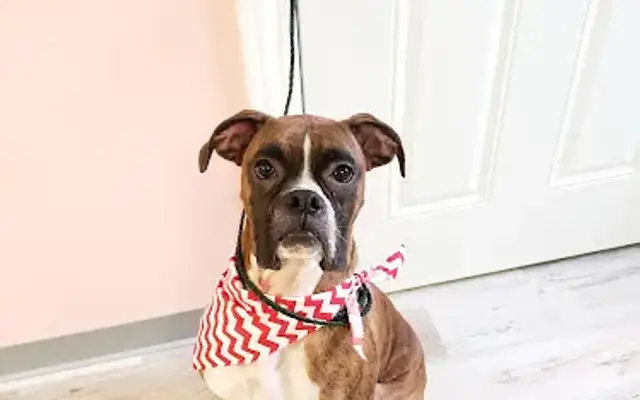 Adorable Beast in Waterloo, IL