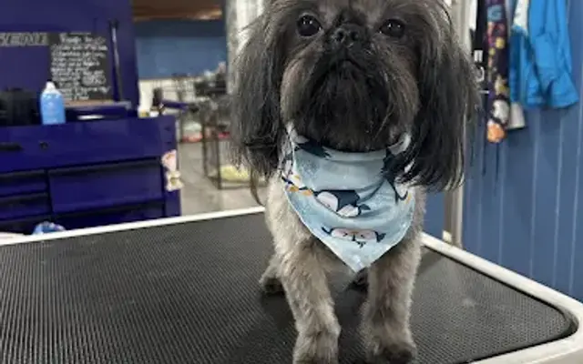 Pawsitive Vibes Doggie Spa in Shawnee, OK