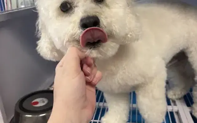 Candy's Pet Grooming in Cottonwood, AZ