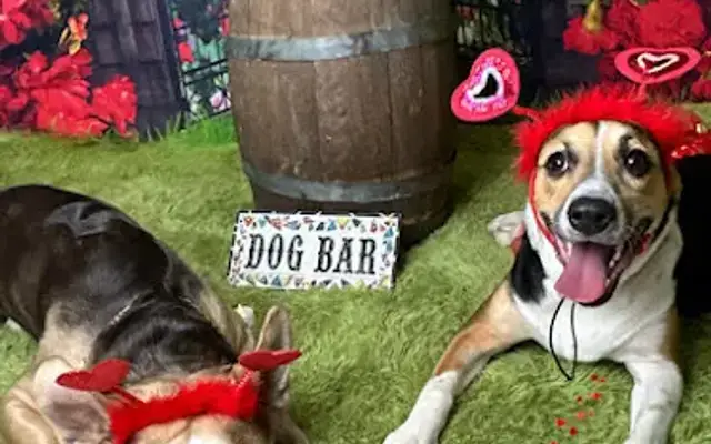 Besties 4 Paws in Pompton Plains, NJ