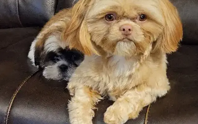 Suzie Q Critter Spa and Boarding in Valley Head, AL
