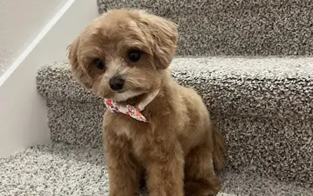 The Groomery in Pensacola, FL