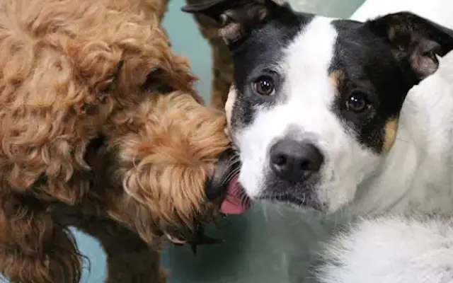 The Zuri Pet Spa in Rancho Santa Margarita, CA
