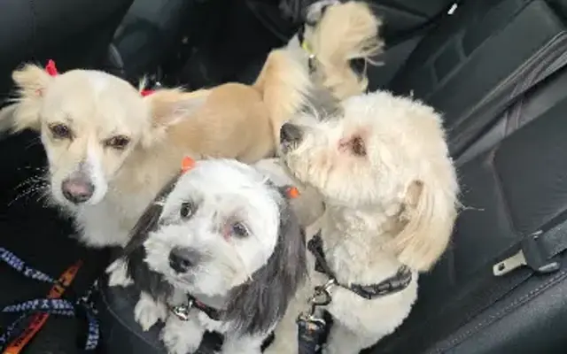 Kester Pets Grooming in Van Nuys, CA