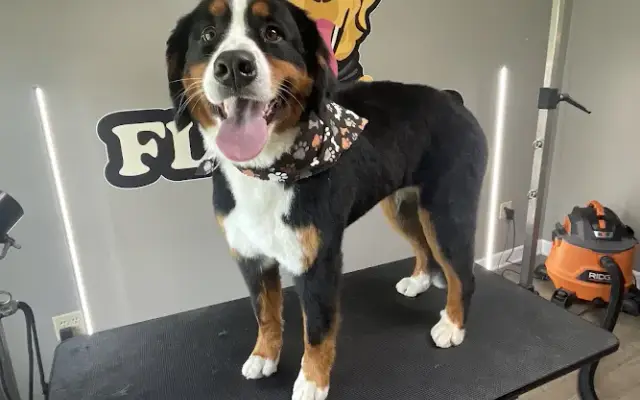 Flying Fur Dog Grooming in Zanesville, OH