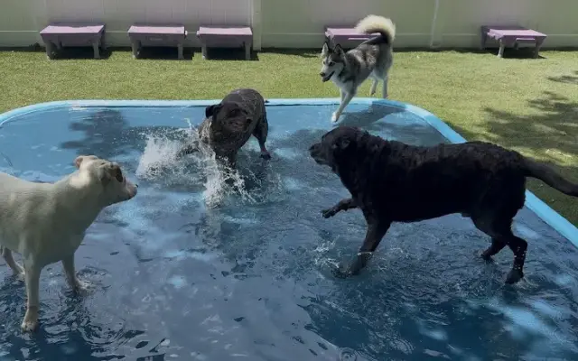Dagny & Dexter's Doggie Daycare in Panama City, FL