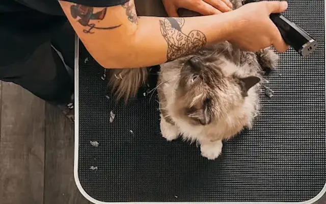 The Artisan Pet Spa & Styling in Knoxville, TN