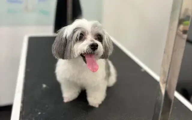 George Pet Grooming in Concord, NC