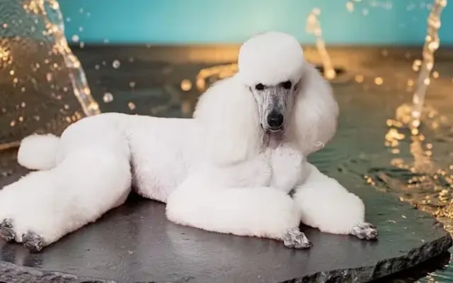 Havana Pet Salon and Spa in Apollo Beach, FL