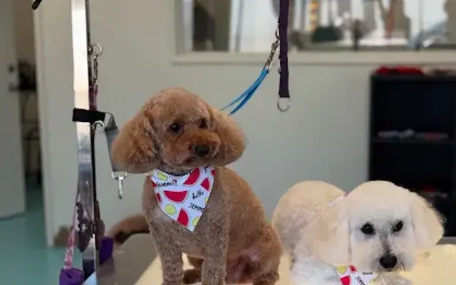 Animal House Grooming in Los Angeles, CA