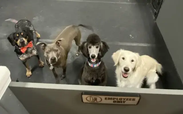 The Dog Barber in Burlington, NC