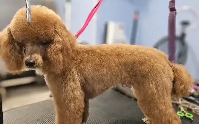 Country Paws Grooming in Wesley Chapel, FL