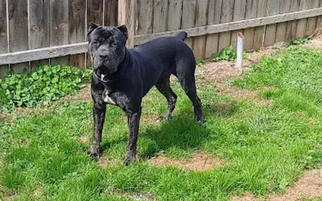 Dignified K9 Grooming, Training & Boarding in Lorain, OH