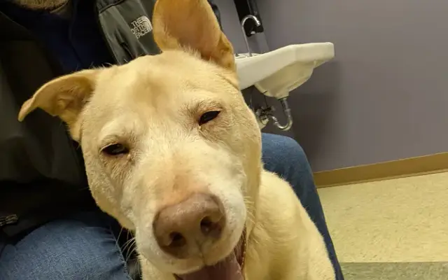Noah's Animal Hospital North & Urgent Care in Noblesville, IN
