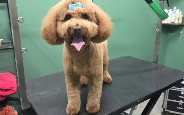 Happy Whiskers Pet Grooming in Cave Creek, AZ