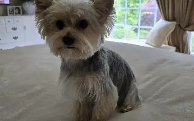 Canine Design in Charlotte, NC
