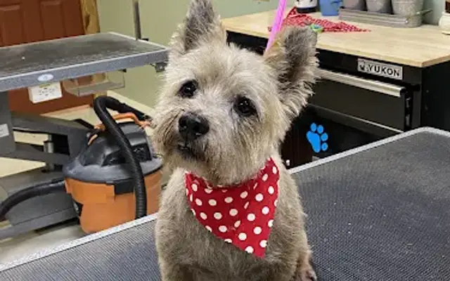 Klassy Kritters Pet Grooming in Clinton, LA