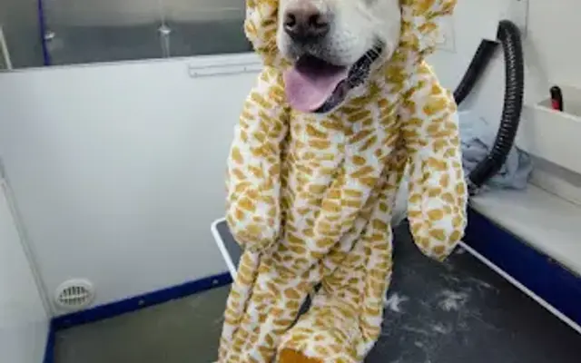 Happy And Love Mobile Pet Grooming in Phillips Ranch, CA
