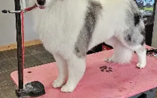 Sheerer Grooming Company LLC in Camden, MI