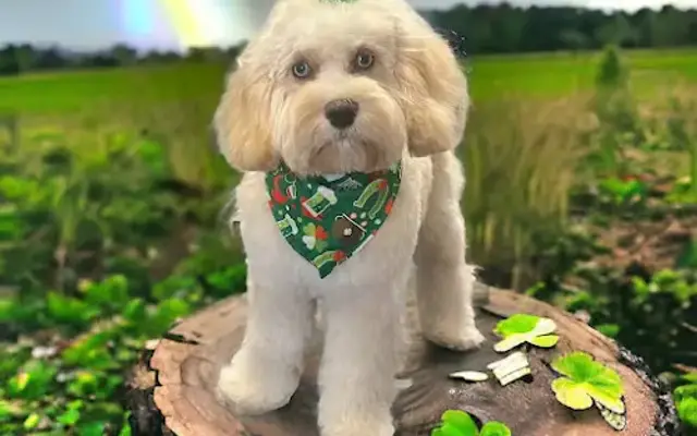 Sedille's Pet Grooming/ by Colleen in Boxford, MA
