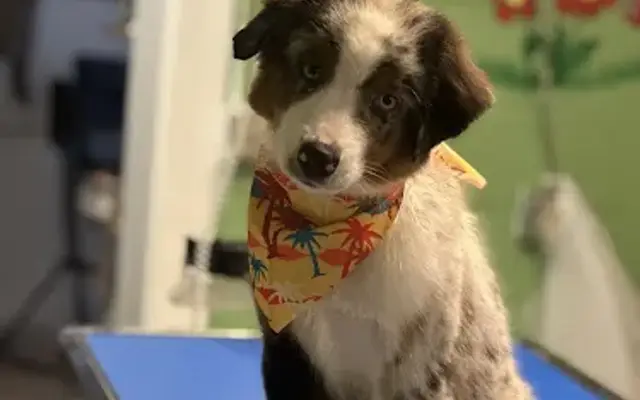 The Groovy Groomer in Hillsdale, MI