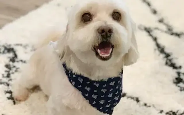 Wags to Riches Mobile Dog Grooming in Austin, TX