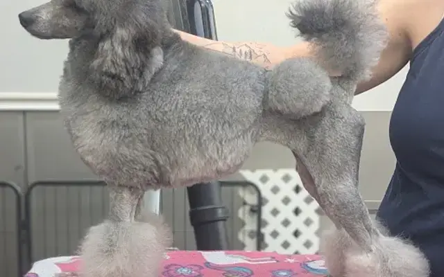 Diva Dog Spa in Lehi, UT